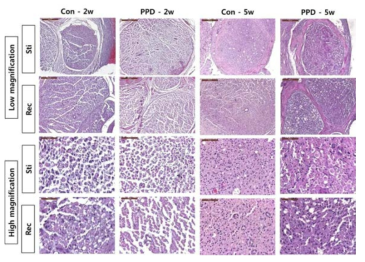 Rat의 sciatic nerve에 각 각의 cuff electrode를 이식한 후 2주와 5주에 신경 조 직을 채취하여 생체내 비특이 반응 억제 평가 연구.