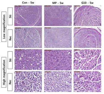 Rat의 sciatic nerve에 CsA가 탑재된 microparticle-coated, PEG/Pedot coated cuff electrode를 이식하거나 이식한 cuff electrode 주변(peri-neural area)에 G10-injection 후 5w에 신경 조직을 채취하여 생체내 비특이 반응 억제 평가 및 생체 적합성 확인.