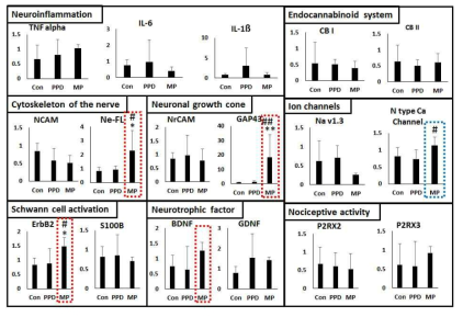 CsA가 탑재된 microparticle-coated, PEG/Pedot coated cuff electrode의 이식 에 따른 gene expression 변화.