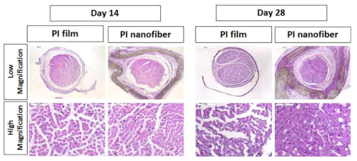 Polyimide nanofiber-cuff를 Rat의 sciatic nerve에 monolayer로 이식 후, Day 14, Day 28일에 부검하여 생체적합성 판단.