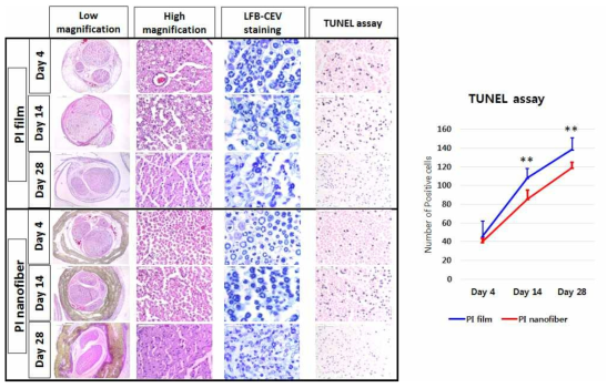 Polyimide nanofiber-cuff를 Rat의 sciatic nerve에 multi-layer로 이식 후, Day 4, 14, Day 28일에 부검하여 nerve integrity, apoptotic cell death 여부 판단.