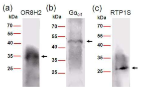 나노베지클에 발현되어 있는 후각 수용체와 신호전달 단백질 확인(Western blot analysis)