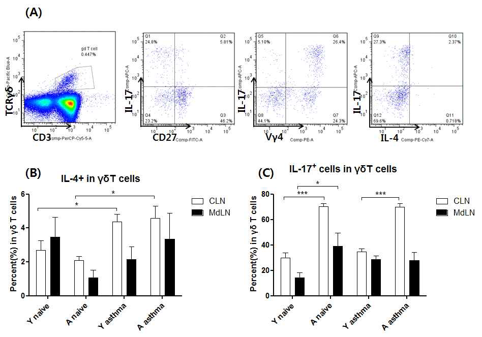 염증성 모델에 서 γδ T세포의 염증 성 사이토카인 분비 비교