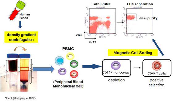 사람 말초혈액단핵세포로부터 CD4 T 세포의 분리