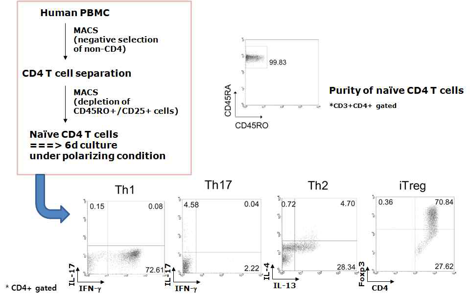 사람 혈액 내 naive CD4 T 세포의 in vitro 아 형 분화 유도