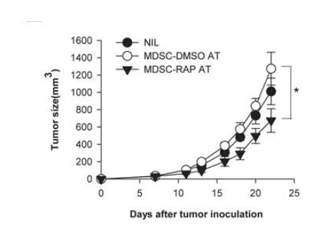 Rapamycin에 의해 FKBP51이 억제된 MDSC가 tumor 성장에 미치는 영향