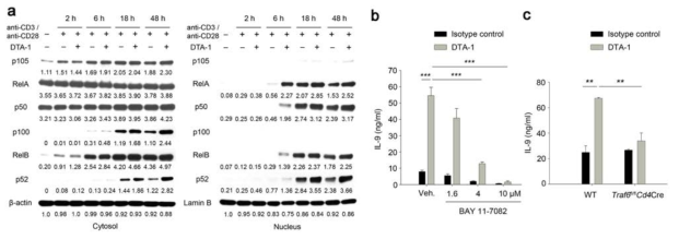 TRAF6-NF-κB 신호 전달을 통한 GITR 자극에 의한 Th9 세포 분화 증가