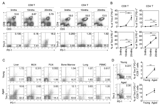 노화에 의해 증가하는 Tim-3+PD-1+ CD8 T 세포