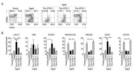 노화 생쥐의 Tim-3+PD-1+ CD8 T 세포의 표면 분자 특성 규명