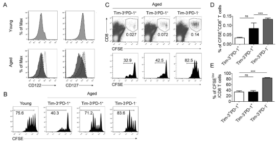노화 Tim-3+PD-1+ CD8 T 세포의 세포 분열 능력 분석