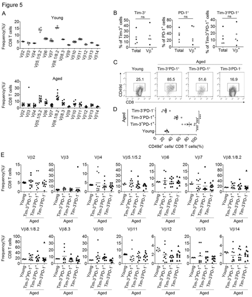 노화 생쥐의 CD8 T 세 포의 Vβ chain 발현 및 CD49d 발현 분석