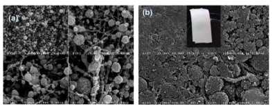 SEM images of (a) as-electrospun PU/silica aerogel(1:10 wt ratio) composite web(thickness : 760μm), (b) after pressing(thickness : 290μm)