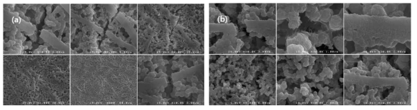 SEM images of sheets prepared from electrospinning of SiO2 sol-gel solution/PVdF(1: 1 wt ratio) blend solution at TCD 5 mm. (a) air-drying, (b) solvent extraction