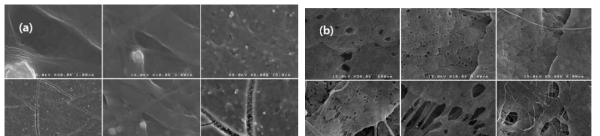 SEM images of sheets prepared from electrospinning of SiO2 sol-gel solution/PVdF(1: 1 wt ratio) blend solution at TCD 10 mm. (a) air-drying, (b) solvent extraction