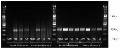RNase Inhibitor의 양에 따른 PCR 효율