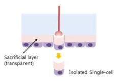 Sacrificial layer (ITO) 코팅 슬라이드와 레이저를 이용한 단일 세포의 분리