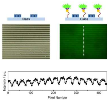 집적화 전극의 광학 이미지(좌) 및 선택적으로 표면 처리를 한 형광 이미지(우), 형광 세기(하)