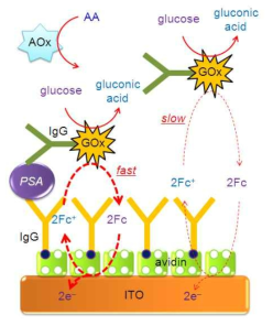 PSA검출을 위한 glucose oxidase와 ascorbate oxidase를 이용한 무세척 면역센서의 개념도