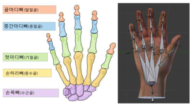 손의 골격 구조 및 모델에 삽입된 골격 모델