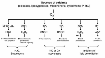 atherosclerosis 에 관여된 oxidant