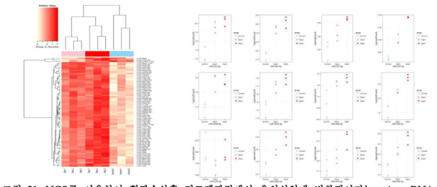 NGS를 이용하여 혈관손상후 리모델과정에서 유의성있게 변화되어지는 micro RNA 분석 결과