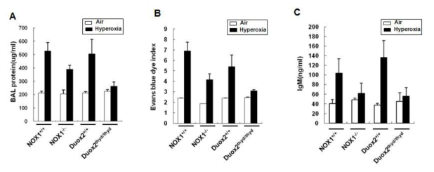 급성 페손상에서 NOX1 ko와 Duox2 mutant 마우스간의 비교 분석