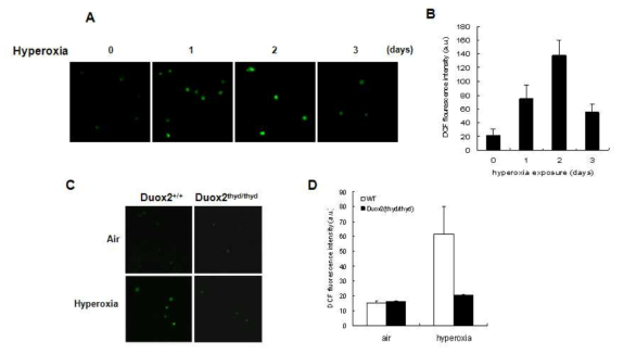 과산소 처리 시 Duox2 유래 활성산소 생성 분석