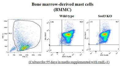 Bone marrow 유래 mast cell primary cell 배양
