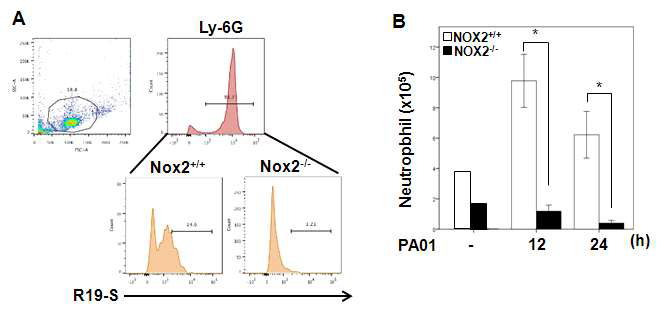 PAO1에 의한 급성 폐감염 마우스모델에서 NOX2 ko 마우스와 wt 마우스에서 neutrophil의 수