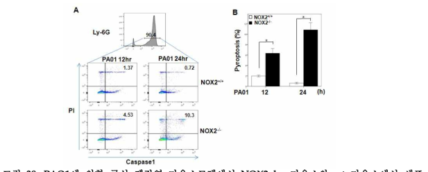 PAO1에 의한 급성 폐감염 마우스모델에서 NOX2 ko 마우스와 wt 마우스에서 세포 사멸