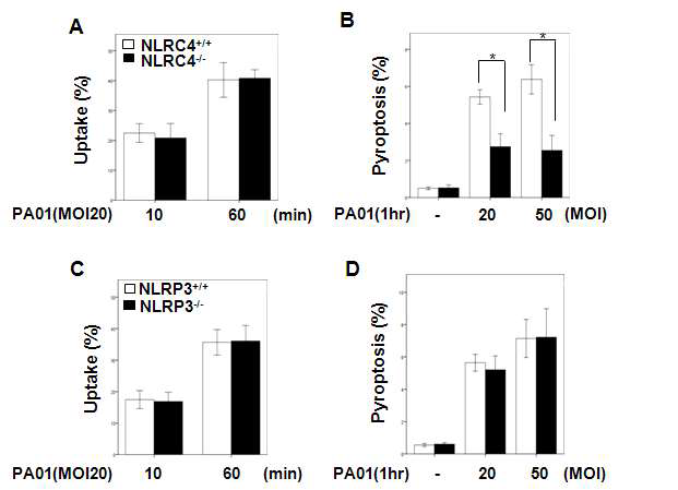 Neutrophil에서 PAO1감염에 의한 pyroptosis의 작용기전