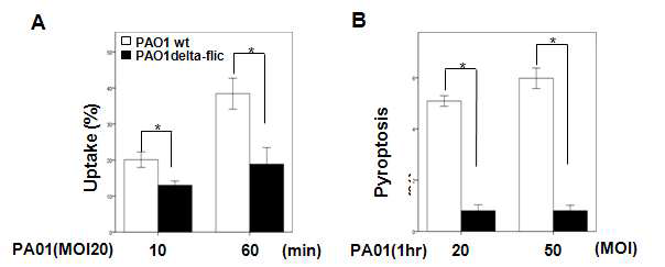 Neutrophil에서 pyroptosis를 일으키는 PAO1 component