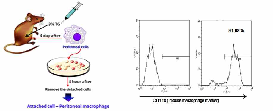 primary peritoneal macrophage cell 분리기술 확립