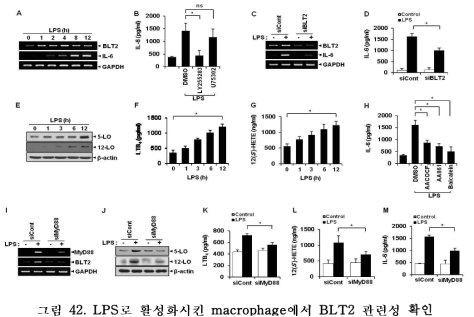 LPS로 활성화시킨 macrophage에서 BLT2 관련성 확인