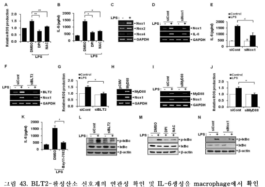 BLT2-활성산소 신호계의 연관성 확인 및 IL-6생성을 macrophage에서 확인