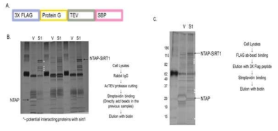 Sirt1과 결합 단백질들 분석