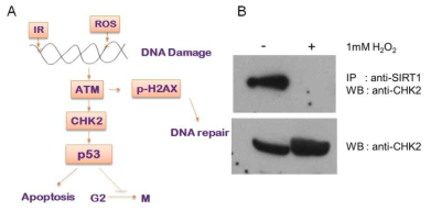 Sirt1과 DNA 손상 반응에 관여하는 후보 결합 단백질들 결합 분석