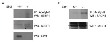 Sirt1 결합 단백질로 찾아진 53BP1과 BACH1이 디아세틸화 효소인 Sirt1에 의해 조절됨을 확인