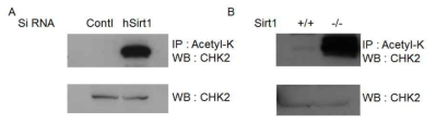 Sirt1 결합 단백질로 찾아진 CHK2의 아세틸화가 Sirt1이 결핍된 사람과 마우스 세포주에서 증 가함을 확인
