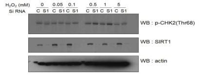 Sirt1이 결핍된 사람 세포주에서 Sirt1 결합단백질인 CHK2의 활성 확인