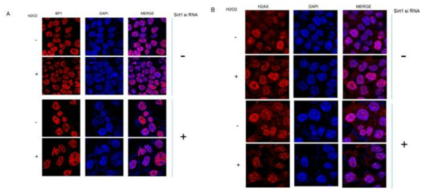 활성 산소종 스트레스를 세포에 주었을 시, Sirt1 결핍이 DNA 손상 반응에 끼치는 영향 검사