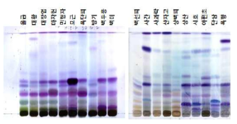 Chromatogram of the hexane fractions of different plant species developed with hexane, ethyl acetate, formic acid (90:10:2), and visualized with vanillin sulphuric acid.