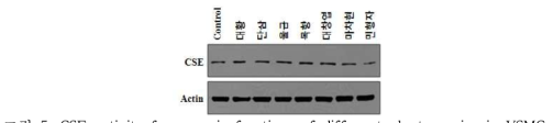 CSE activity for organic fractions of different plant species in VSMCs