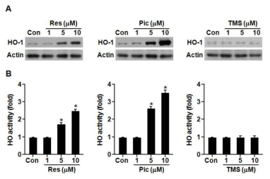 Effects of Res, Pic and TMS on HO-1 expression and HO activity.