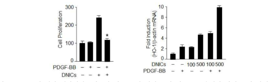 DNICs에 의한 혈관평활근세포의 세포 증식 억제 효과 및 HO-1 유전자 발현 증가 확인