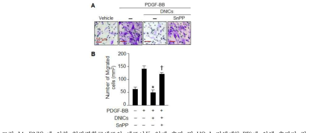 DNICs에 의한 혈관평활근세포의 세포이동 억제 효과 및 HO-1 저해제(SnPP)에 의해 효과가 감 소되었음