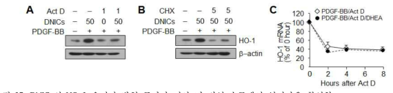 DNICs의 HO-1 유전자 발현 증가가 전사 및 번역 수준에서 일어남을 확인함.