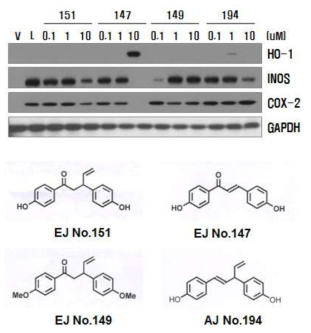 cis-hinokiresinol (AJ NO. 194) 유도체와, EJ No.151, EJ No.147, EJ No.149, cis-hinokiresinol (AJ NO. 194) 에 HO-1, iNOS, COX-2의 단백질 발현 분석을 통해 EJ No.147의 항염증 효과를 확인함