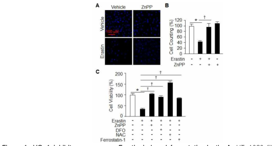 HO-1 inhibitor suppresses Erastin-induced ferroptotic death.