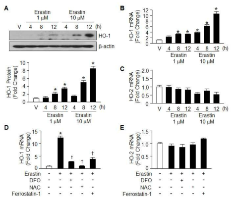 Erastin induces HO-1 expression in HT-1080 fibrosacoma cells.